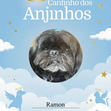 Nossos lindos anjinhos 💙🐾🥹