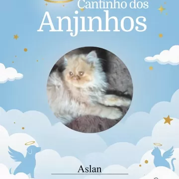 Nosso cantinho dos anjinhos de hoje 💙🐾  📍Importante: devido ao limite de fotos por post, faremos novas postagens em breve para que nenhum anjinho fique de fora!✨