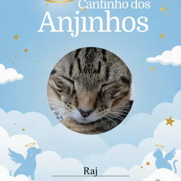 Nossos anjinhos lindos de hoje 💙🥹🐾