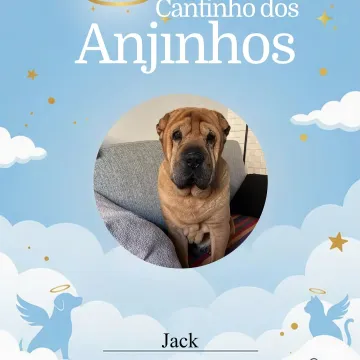 Nossos anjinhos de hoje 💙🐾🥹