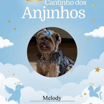 Hoje recebemos nossos anjinhos, sabemos que a saudade e o amor serão eternos! 💙🐾  📍Importante: Devido ao limite de fotos por post, faremos novas em breve para que nenhum anjinho fique de fora! ✨