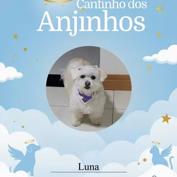 Nossa homenagem de hoje, com os nossos anjinhos 💙🐾 Sabemos que a saudade é diária e por isso relembramos com carinho de cada um.   📍Importante: Devido ao limite de fotos por post, faremos novas em breve para que nenhum anjinho fique de fora! ✨