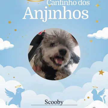 Nossos anjinhos de hoje 🥹🐾 Deslize e veja as homenagens 💙
