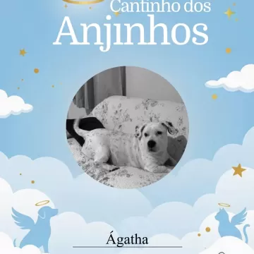 A homenagem de hoje para os nossos anjinhos 💙🐾  📍 Importante: Devido ao limite de 20 fotos por post, faremos novas postagens em breve para que nenhum anjinho fique de fora! ✨