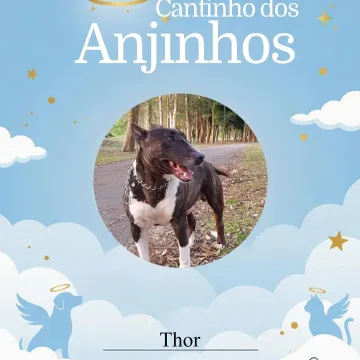 Nossos anjinhos de hoje 🥹💙🐾