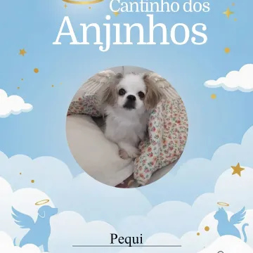 Nossos lindos anjinhos de hoje! 💙🐾🥹
