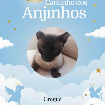 Nossos anjinhos de hoje 💙🐾