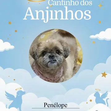 Nossos anjinhos 🐾💙🥹