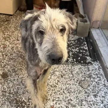 Chacrinha se foi, mas a lembrança ficará guardada em meu coração ♥️.