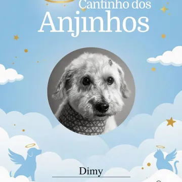 Nosso lindos anjinhos de hoje 💙🥹🐾