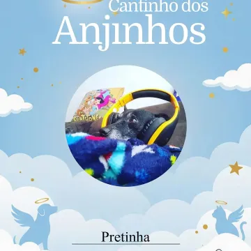 Nossos lindos anjinhos de hoje 💙🥹🐾