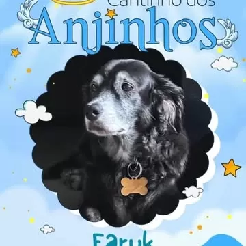 Hoje é dia de relembrar os nossos amados pets que se tornaram anjinhos.  Esta é uma homenagem da Pet Céu e dos seus tutores para relembrar com muito amor e carinho todos os pets que se tornaram estrelas e inundaram nossas vidas com lembranças e boas memórias.  Suas histórias permanecerão para sempre em nossos corações!  Para conhecer toda a lista de homenagens disponíveis pela Pet Céu, acesse o link da nossa bio!  #amordepet #cremacaopet #filhopet #petcuritiba #petceu #CrematórioPet