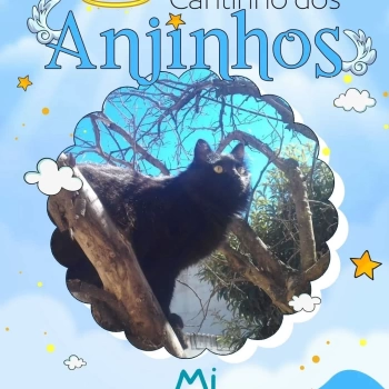 Mi