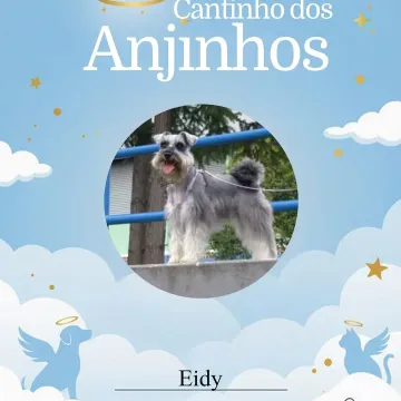 Nossos anjinhos de hoje 💙🐾🥹