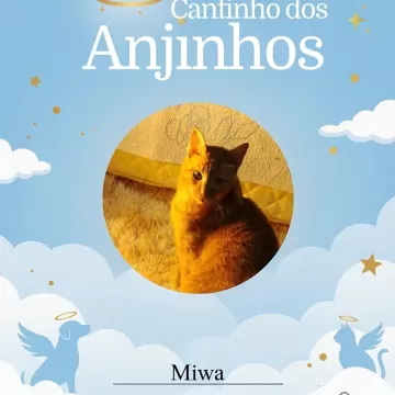 Nossos anjinhos de hoje 💙🐾 Relembramos com carinho e respeito.