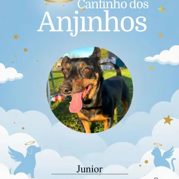 Nossos lindos Anjinhos, honramos com amor e carinho 💙