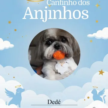 O amor é eterno em cada coração 💙 Deslize para ver os anjinhos de hoje 🐾🥺