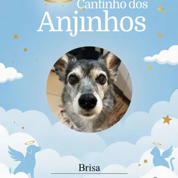 Nossos anjinhos de hoje 💙🐾🥹