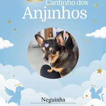 Nossos anjinhos de hoje 💙🐾🥹🤏🏽