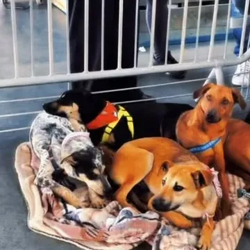 Campanha de Adoção foi um sucesso! 💚🐾  Encerramos nossa campanha de adoção com o coração cheio de alegria! 🥰🐶🐱  Graças à solidariedade e ao carinho de todos, muitos animais tiveram a oportunidade de encontrar um novo lar, cheio de amor e cuidado. 🏡✨  Mas o nosso querido Zequinha ainda está à procura de um lar, seja um adotante e transforme a vida dele para sempre. 🐾🏡  📞 Entre em contato: (41) 98724-8103  Agradecemos a todos que participaram, adotaram, compartilharam e ajudaram a transformar vidas. Cada adoção é um recomeço! 💚🐾