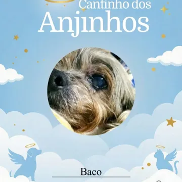 Nossos anjinhos 💙🥹🐾