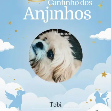 Deslize para ver os nossos anjinhos de hoje 💙🐾🥹