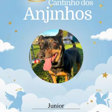 Nossos lindos Anjinhos, honramos com amor e carinho 💙