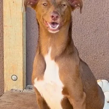 Há 12 anos, o Instituto Fica Comigo acolhe e transforma a realidade de gatos e cachorros em situação de abandono e maus-tratos.  Em parceria com o instituto, uma das equipes da disciplina de Estratégia (publicidade e propaganda) tem se mobilizado para arrecadar doações e itens para os animais passarem o inverno, mas acima de tudo encontrarem um lar.🏠  Você pode fazer parte disso! Pix: isabuckeridgedias31@gmail.com Doações a partir de R$15 ganham um chaveiro do mascote Pipoca🐶  Voluntariado e doação de itens: @institutoficacomigo.org.br  Um gesto simples pode salvar vidas. 💛 #InstitutoFicaComigo #AdoçãoResponsável