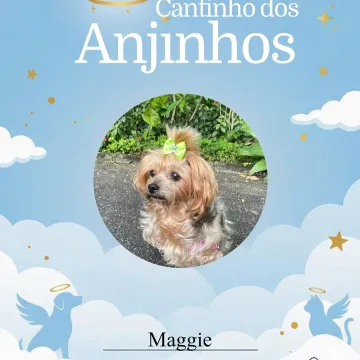 Nossos Anjinhos de hoje 💙🐾🥹
