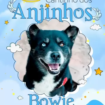Hoje é dia de relembrar os nossos amados pets que se tornaram anjinhos.  Esta é uma homenagem da Pet Céu e dos seus tutores para relembrar com muito amor e carinho todos os pets que se tornaram estrelas e inundaram nossas vidas com lembranças e boas memórias.  Suas histórias permanecerão para sempre em nossos corações!  Para conhecer toda a lista de homenagens disponíveis pela Pet Céu, acesse o link da nossa bio!  #amordepet #cremacaopet #filhopet #petcuritiba #petceu #CrematórioPet