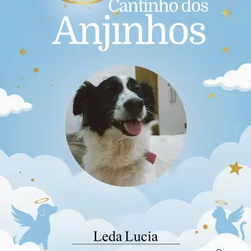 Nossos anjinhos que serão eternos em nossos corações 💙 Um último adeus com carinho e amor. 🐾