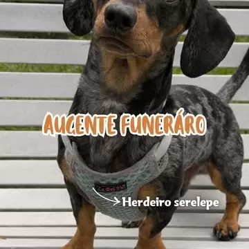 Apresentamos com muito amor nosso Augente Funerário, Duque! 💙🐾  Duque é responsável por correr muito e averiguar todos os trabalhos do Grupo Auraucárias.   O episódio de hoje é na unidade Memorial Parque das Araucárias em Colombo -PR.   Qual será a próxima? ✨