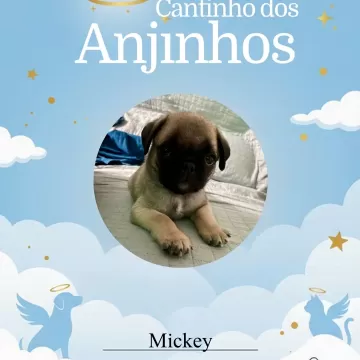 A homenagem dos nossos Anjinhos de hoje! 💙🐾 Um momento para honrar a memória de cada um.   📍 Importante: Devido ao limite de 20 fotos por post, faremos novas postagens em breve para que nenhum anjinho fique de fora! ✨