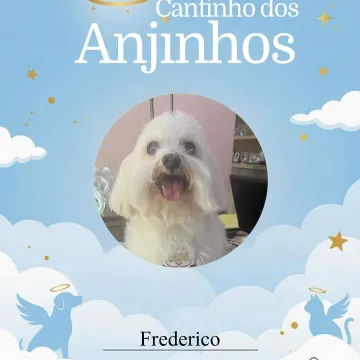 Nossos lindos anjinhos de hoje 🥹🐾💙