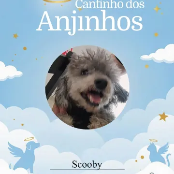 Nossos anjinhos de hoje 🥹🐾 Deslize e veja as homenagens 💙