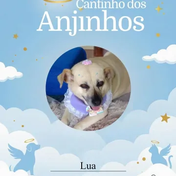 Nossos anjinhos da Semana 💙🐾🥹