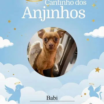 Nossos anjinhos 🥹💙🐾