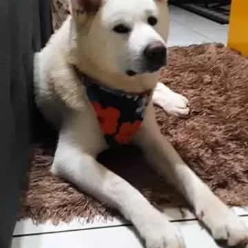 No dia 20 de janeiro de 2026, fomos pegos completamente de surpresa. Dandara, cheia de vida, saudável e amada, foi envenenada e partiu de forma rápida, trágica e cruel. Não houve tempo para despedidas. Apenas o choque, a dor e um silêncio que muda tudo.  Quem já perdeu um pet sabe: não é “só um animal”. É família, rotina, afeto diário, amor puro. E, em meio a essa dor extrema, surgem decisões difíceis, entre elas 'o que fazer após a partida'.  A cremação de um pet é um ato de amor, dignidade e respeito. Ela permite uma despedida consciente, segura e humana, preservando a memória de quem foi tão amado.  Além do lado emocional, existem motivos legais e sanitários importantes. Em casos de envenenamento, o corpo pode conter substâncias tóxicas perigosas, capazes de contaminar o solo, a água, outros animais e até pessoas. Por isso, em muitas cidades, o enterro é proibido e o descarte inadequado pode gerar riscos ambientais e penalidades legais.  A cremação garante um destino final digno, seguro e respeitoso.  A partida da Dandara nos ensinou, da forma mais dura possível, que ninguém está preparado para perder quem ama. Mas também nos mostrou que o amor continua depois da despedida, nas escolhas, no cuidado e no último gesto.  Cremar um pet não é apenas uma decisão prática. É um ato de consciência, amor e proteção à vida. É dizer: você foi importante, foi amado e sempre será lembrado.  #petloss #griefjourney #petmemorial #foryou #cremacaopet