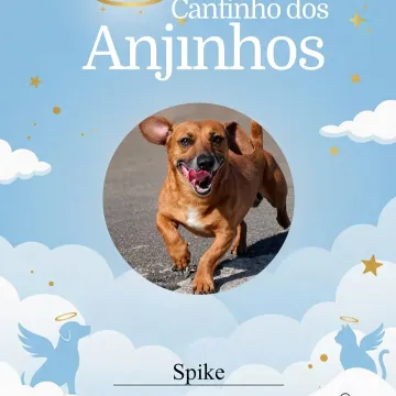 Nossos anjinhos 💙🐾🥹 Cada um com a sua história 💌