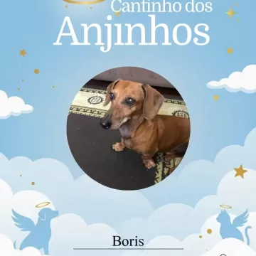 Hoje abraçamos a memória desses companheiros incríveis.  Deslize para o lado e veja as homenagens de hoje no nosso Cantinho dos Anjinhos. 💙🐾  📍 Importante: Devido ao limite de 20 fotos por post, faremos novas postagens em breve para que nenhum anjinho fique de fora! ✨