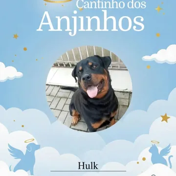 Deslize para ver os nossos anjinhos de hoje 💙🥹🐾