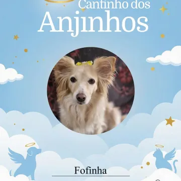 Nossos amados 💙🥹🐾 Honramos a Memória de cada um!