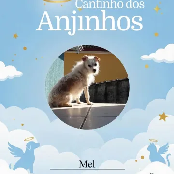 Nossos anjinhos de hoje 🥹🐾💙